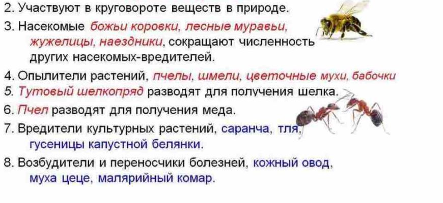 роль насекомых в природе и жизни человека